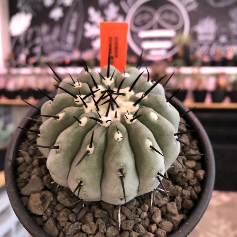 copiapoa cinerea 黒王丸《M size》激希少‼︎※現地球発根済株※店主
