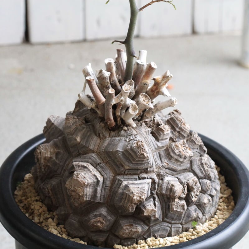 ディオスコレア 亀甲竜 | hanayoshi-botanical