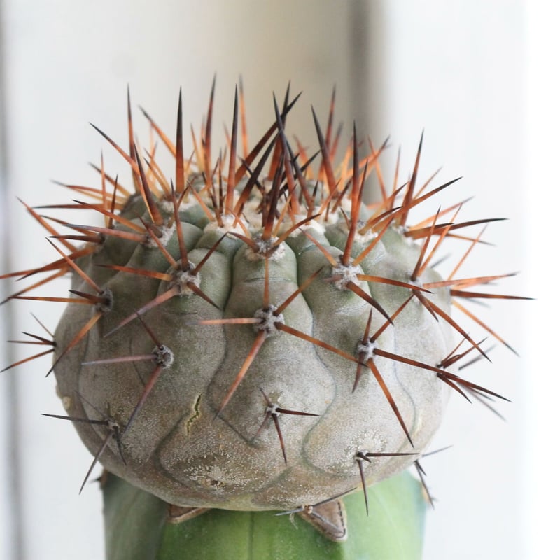 コピアポア 黒王丸（接ぎ木） | hanayoshi-botanical