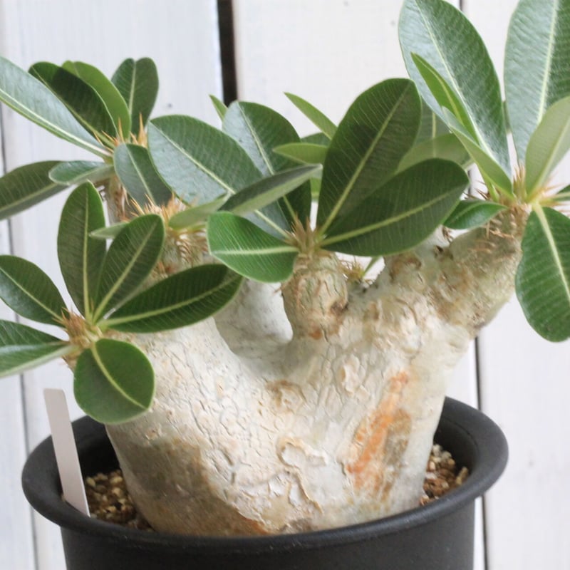 パキポディウム エブレネウム | hanayoshi-botanical