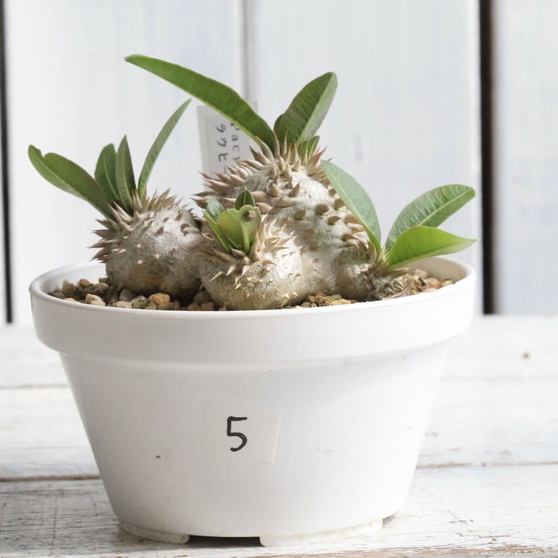 パキポディウム 恵比寿大黒 | hanayoshi-botanical