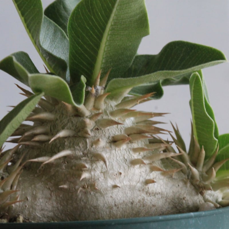 パキポディウム レウコキサンツム 実生 | hanayoshi-botanical