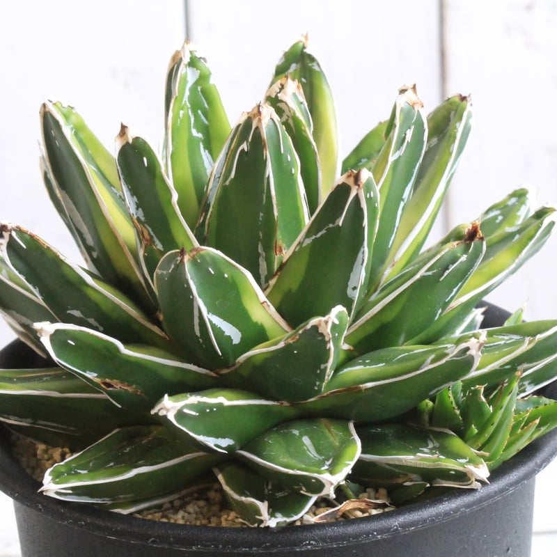 アガベ 笹の雪 輝山 | hanayoshi-botanical