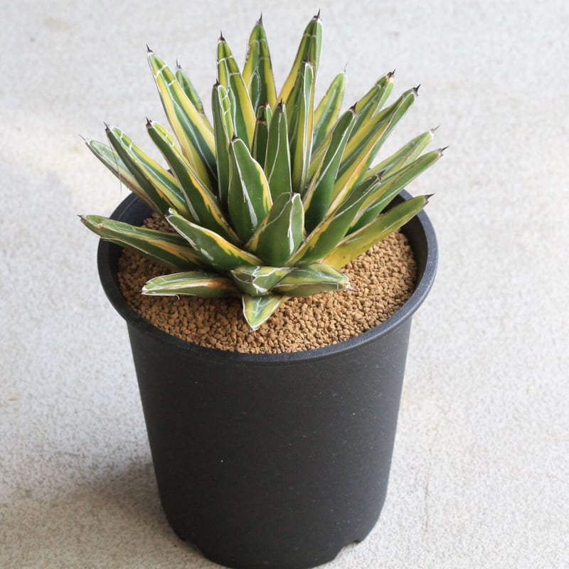 アガベ 笹の雪錦 黄覆輪 | hanayoshi-botanical