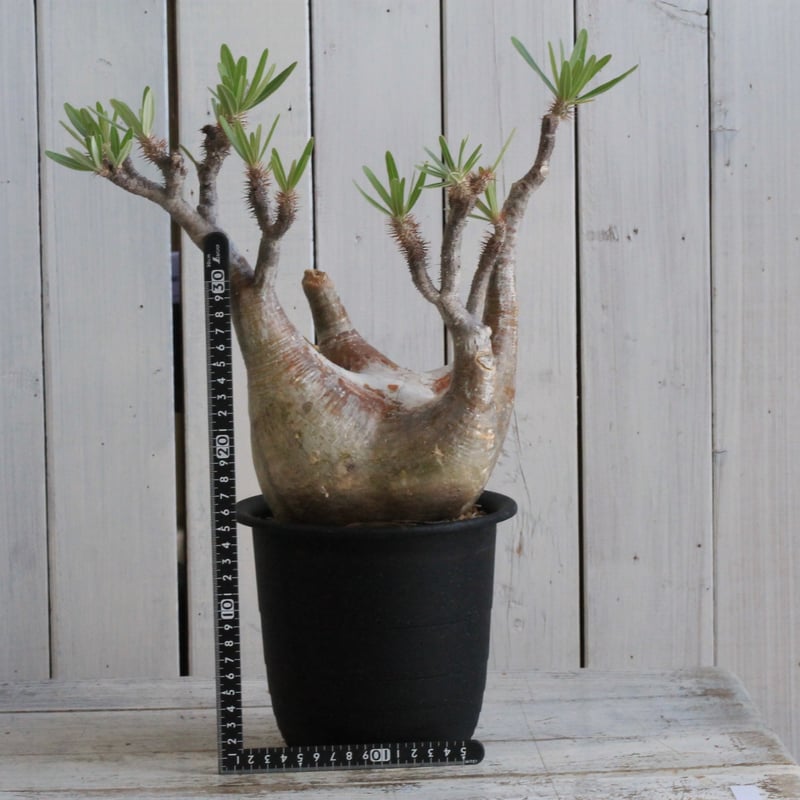 パキポディウム グラキリス 現地球 | hanayoshi-botanical