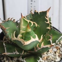 アガベ 特選笹の雪（S-1） | hanayoshi-botanical