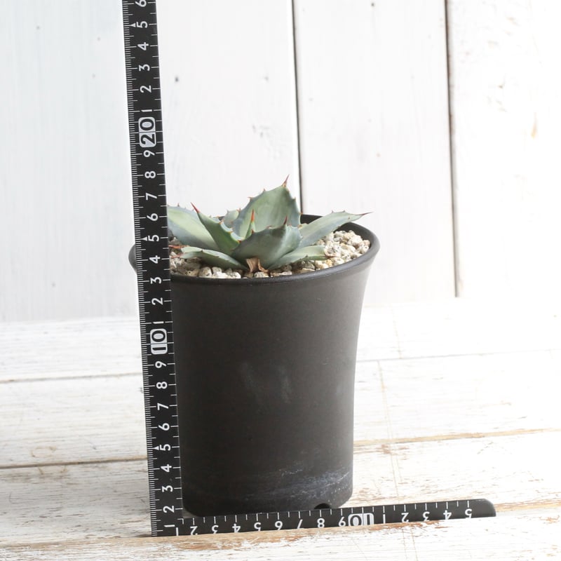 アガベ 吉祥天錦 | hanayoshi-botanical