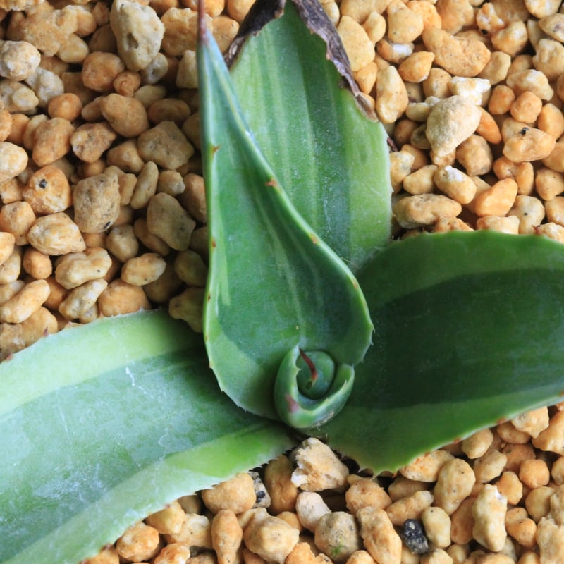 アガベ オバティフォリア キラー | hanayoshi-botanical