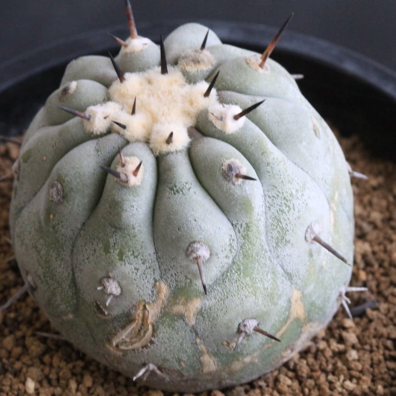 コピアポア シネレア 黒王丸（一本刺) | hanayoshi-botanical