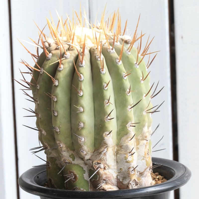 コピアポア シネレア 黒王丸（白刺） | hanayoshi-botanical