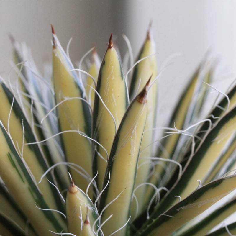 アガベ 姫乱雪黄中斑 | hanayoshi-botanical