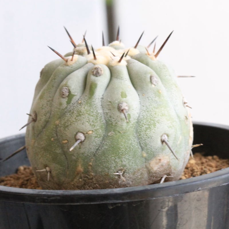 コピアポア シネレア 黒王丸（一本刺) | hanayoshi-botanical