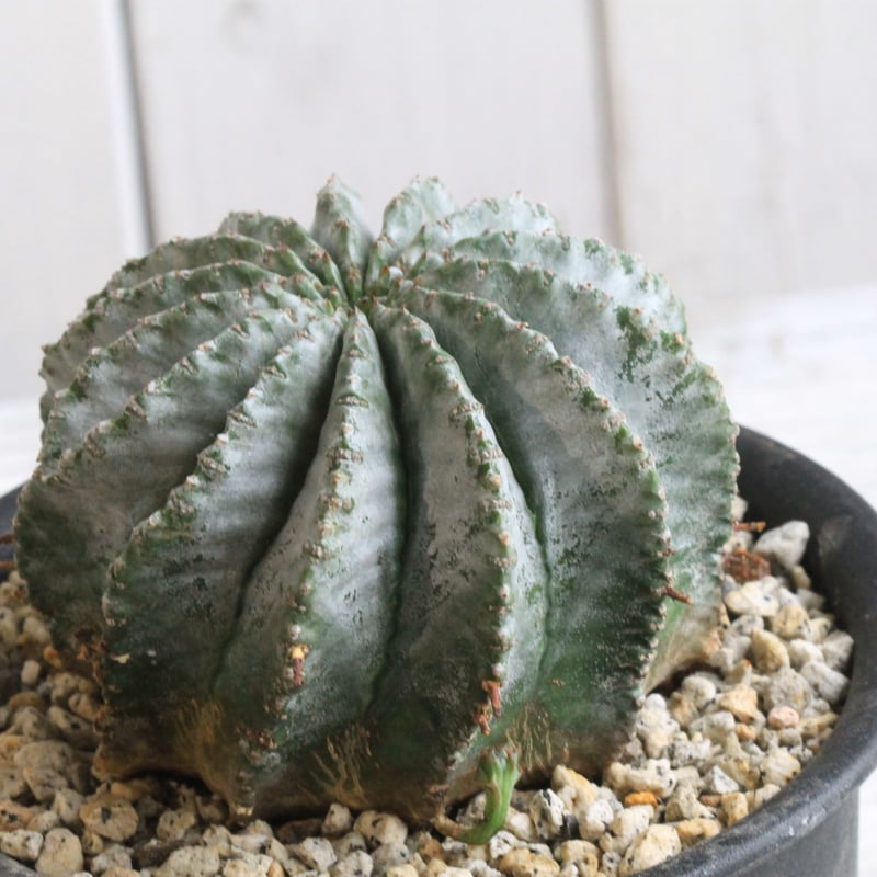 ユーフォルビア 玉型ホリダ | hanayoshi-botanical