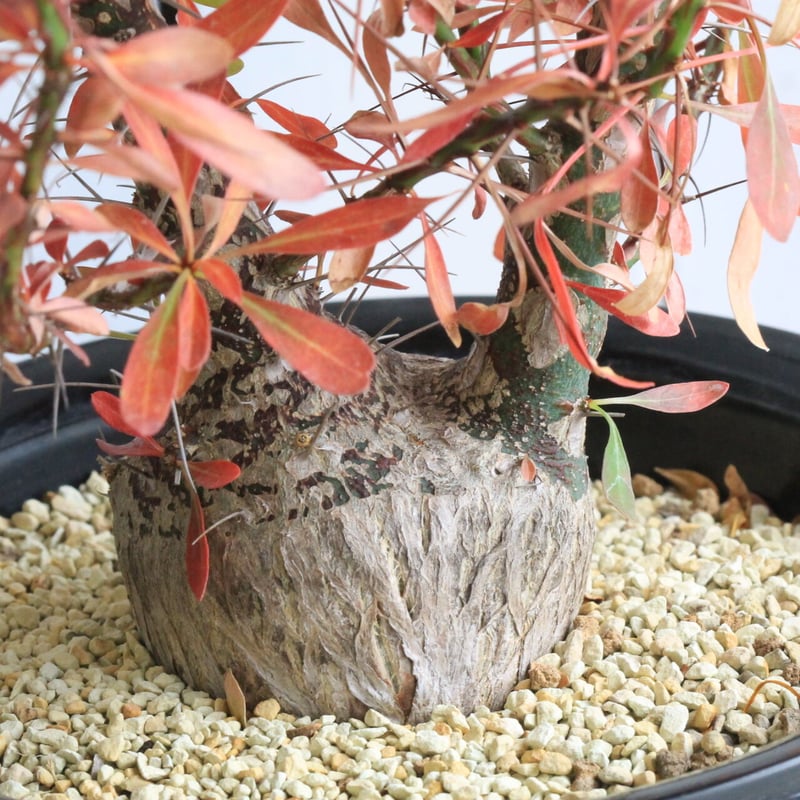 フォークイエリア ファシクラータ | hanayoshi-botanical