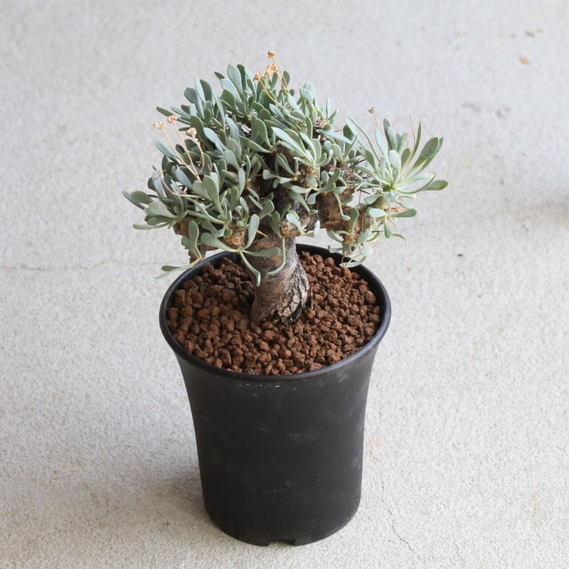 オトンナ ユーフォルビオイデス（変種） | hanayoshi-botanical