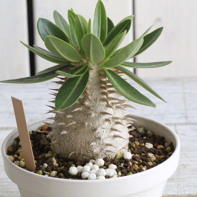 パキポディウム レウコキサンツム×タッキー① | hanayoshi-botanical