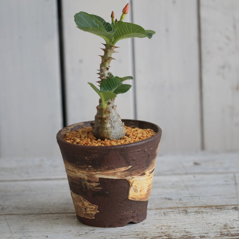 パキポディウム ウィンゾリー 実生 | hanayoshi-botanical