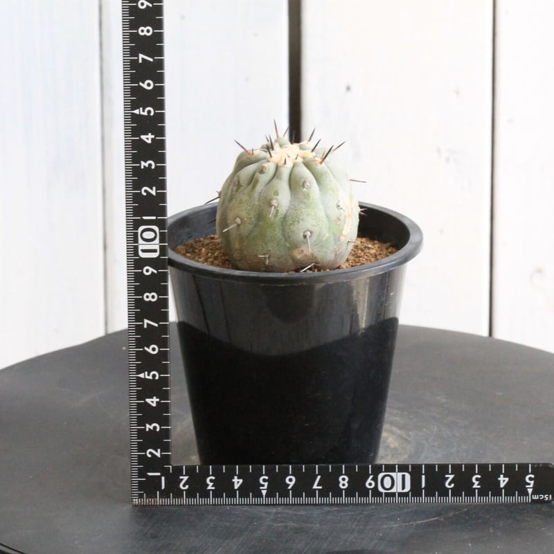 コピアポア シネレア 黒王丸（一本刺) | hanayoshi-botanical