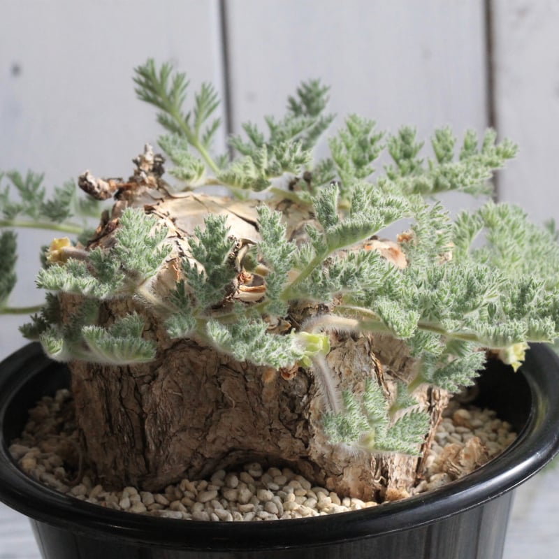 ペラルゴニウム トリステ 現地球 | hanayoshi-botanical