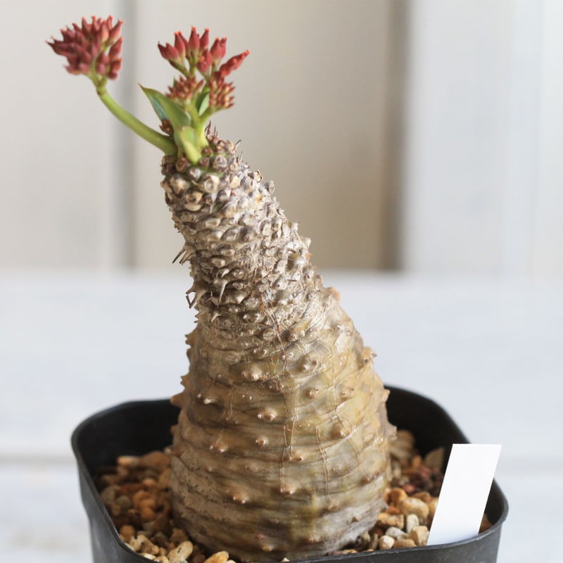 ユーフォルビア パキポディオイデス | hanayoshi-botanical