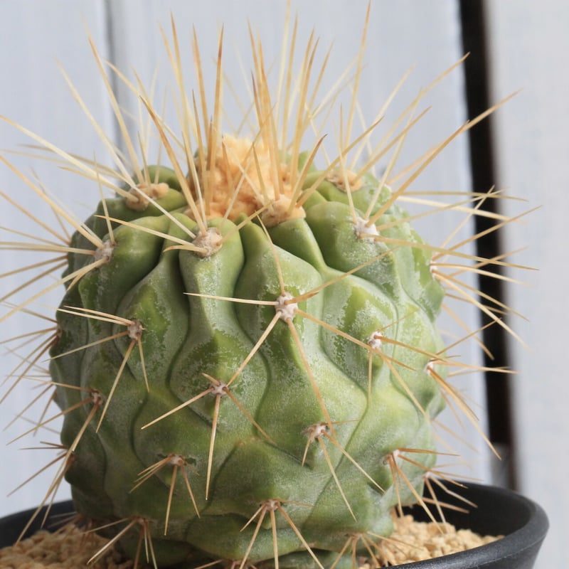 コピアポア ギガンティア | hanayoshi-botanical