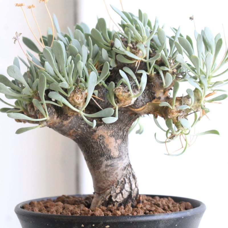 オトンナ ユーフォルビオイデス（変種） | hanayoshi-botanical