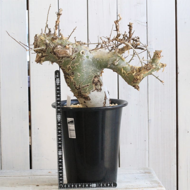 コミフォラ カタフ ターカネンシス 現地球① | hanayoshi-botanical