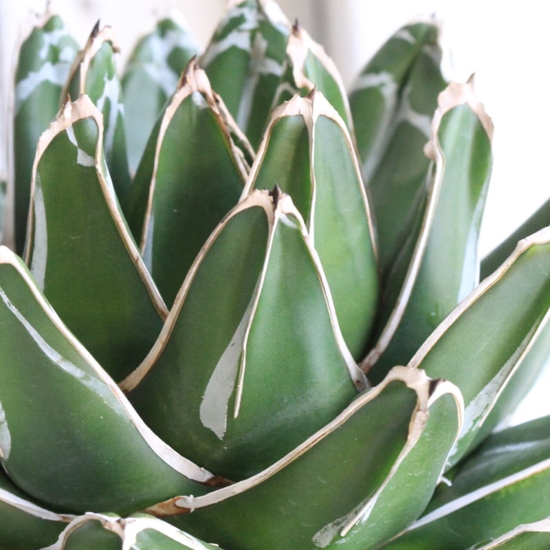 アガベ 笹の雪 特ワイド 濃ペンキ | hanayoshi-botanical