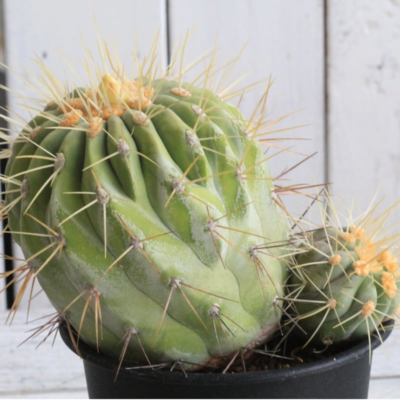 コピアポア ギガンティア | hanayoshi-botanical