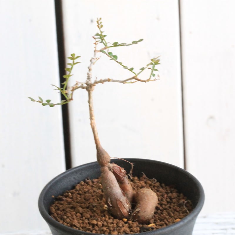 オペルクリカリア パキプス（実生） | hanayoshi-botanical