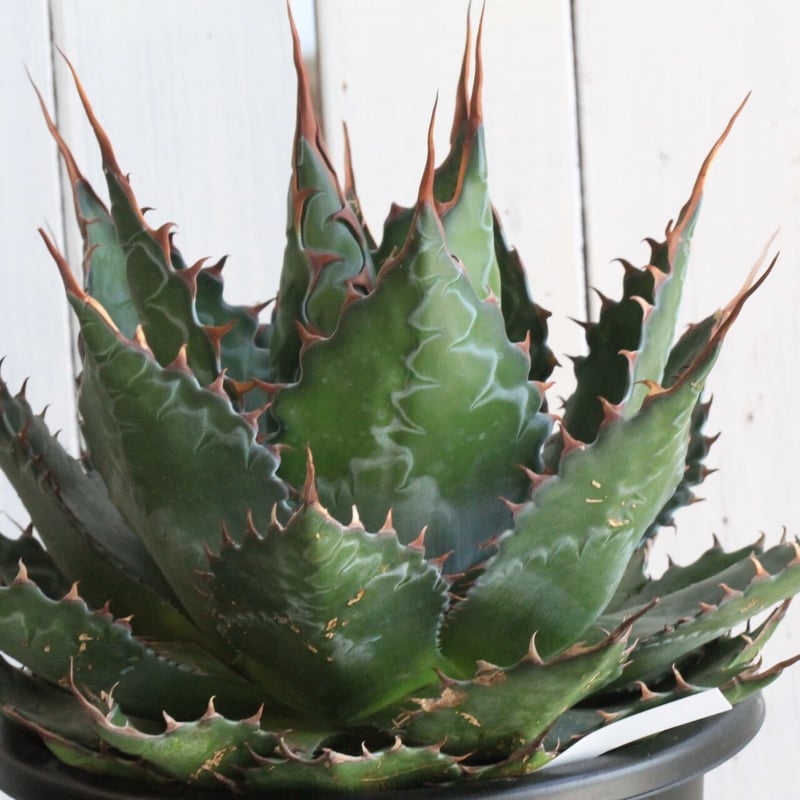 アガベ モンタナ | hanayoshi-botanical