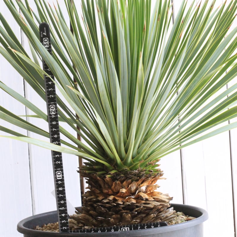 ユッカ ロストラータ ブルーサンダー② | hanayoshi-botanical