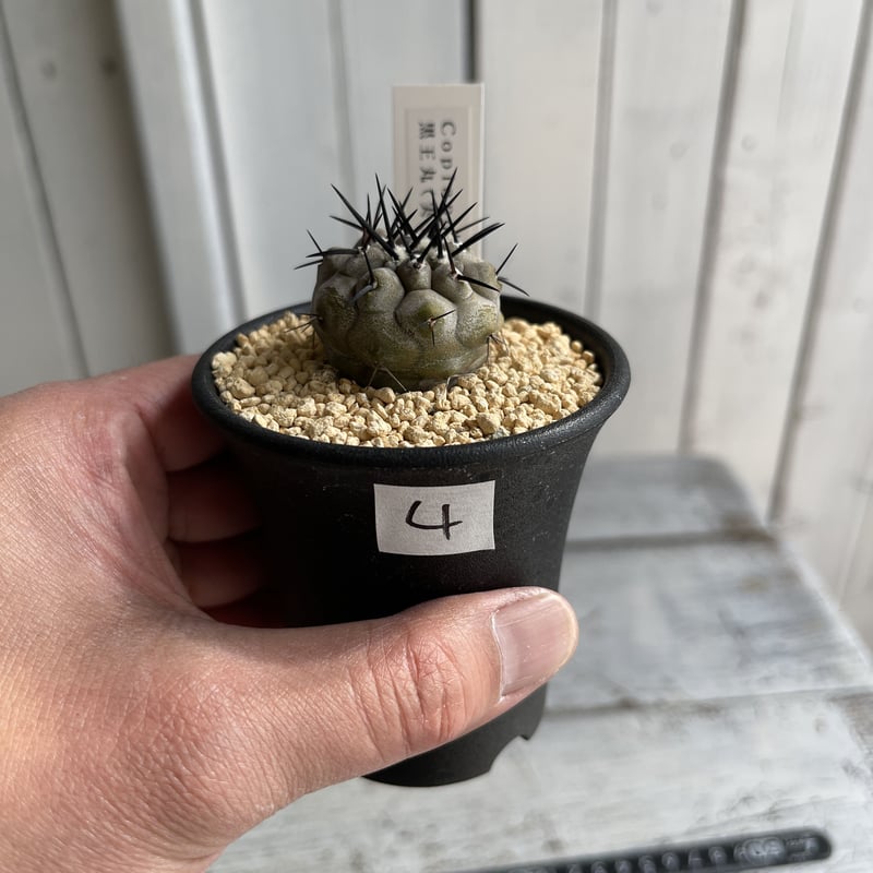 コピアポア シネレア 黒王丸（実生） | hanayoshi-botanical