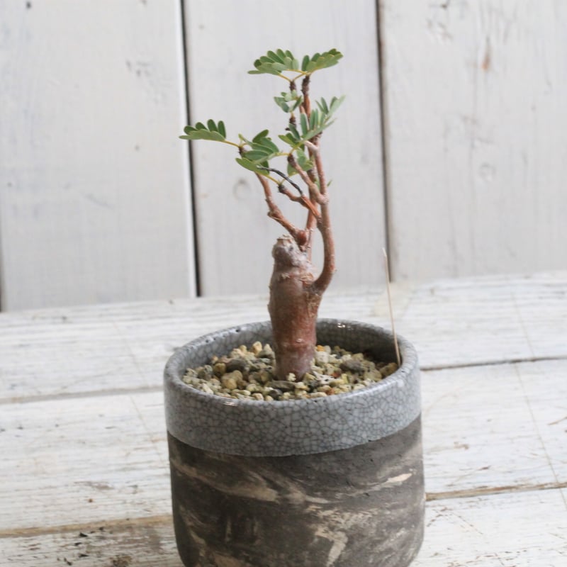 センナ メリディオナリス 実生 Hanayoshi-botanicalオリジナルポット