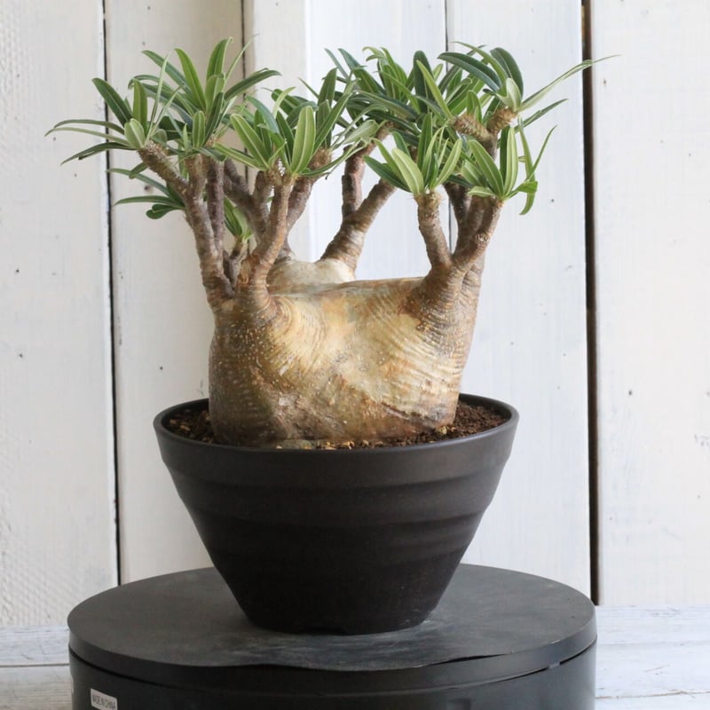 特選エース株】パキポディウム グラキリス(左のみ) 特選エース株