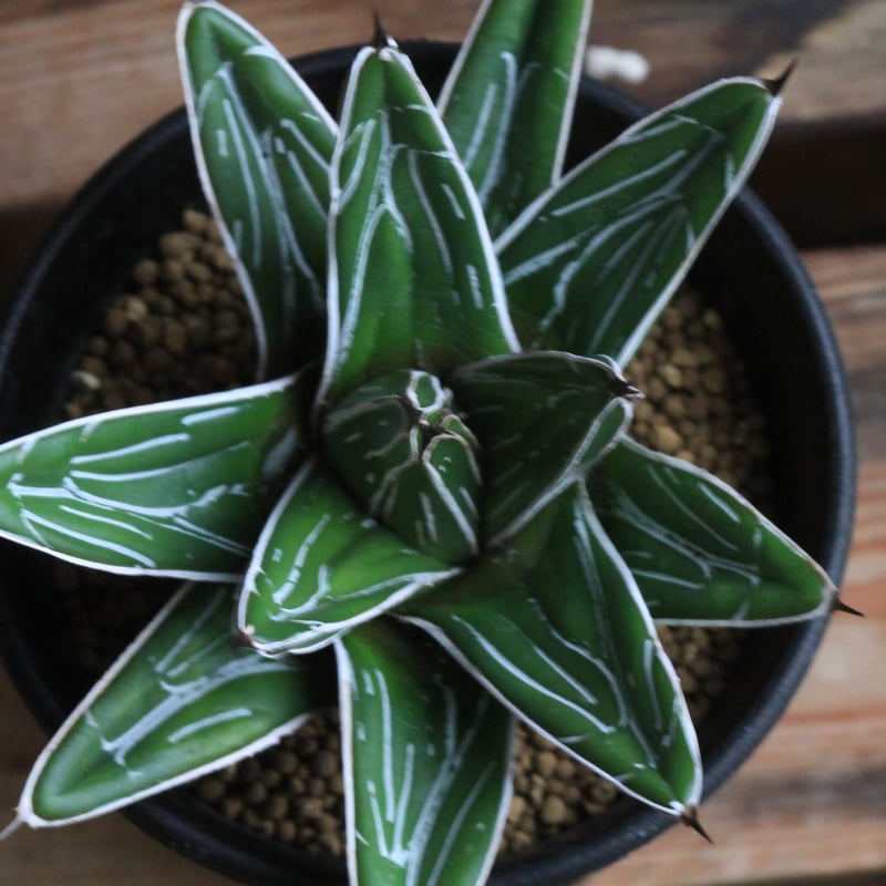 アガベ 特選笹の雪（Y-1） | hanayoshi-botanical