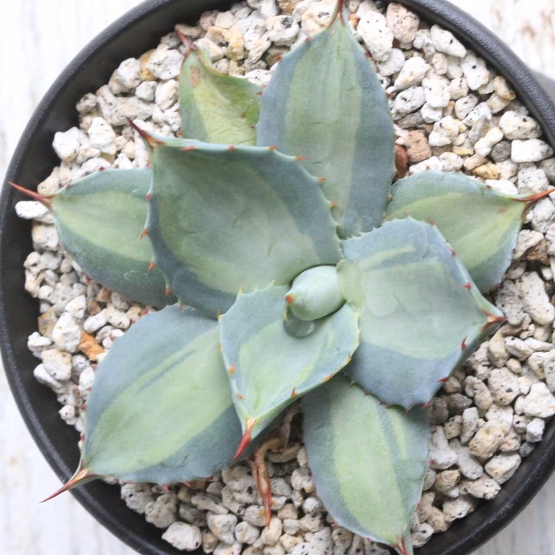 アガベ 吉祥天錦 | hanayoshi-botanical