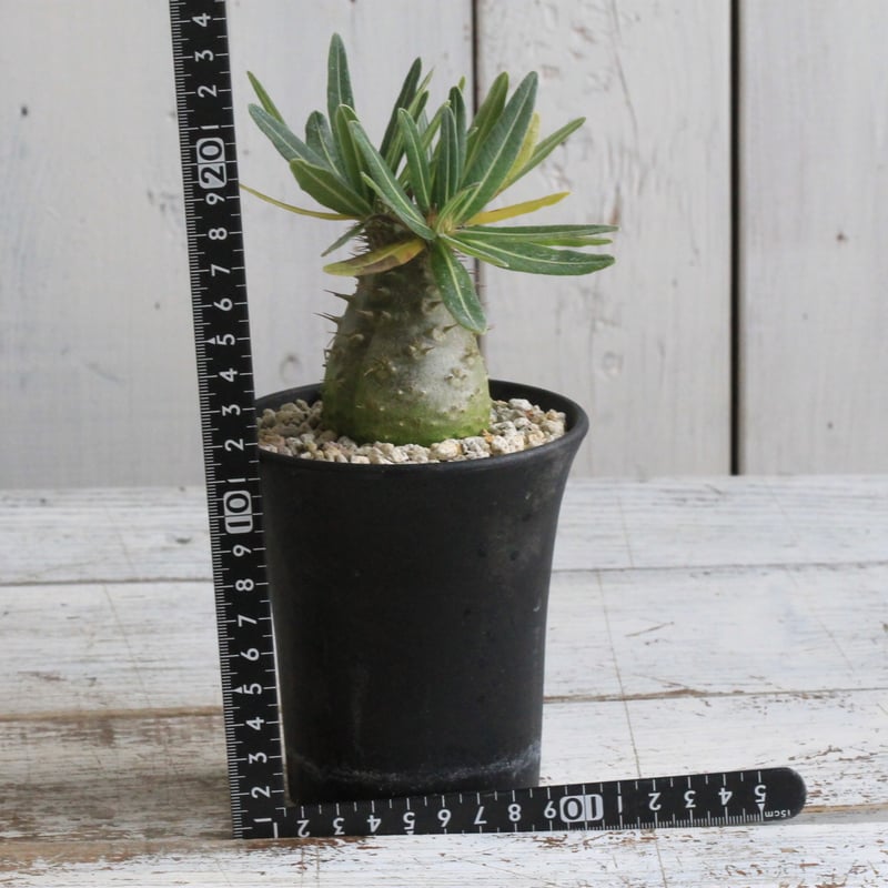 パキポディウム グラキリス 実生 | hanayoshi-botanical