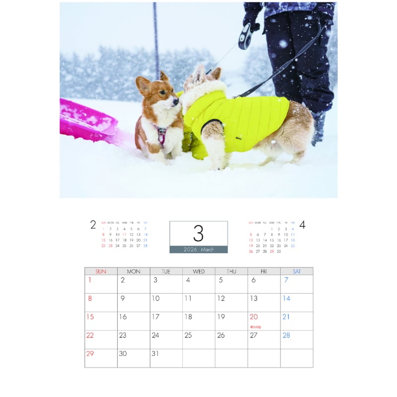 予約販売】 ノエル&モナ コーギー 犬 2026年 壁掛け カレンダー