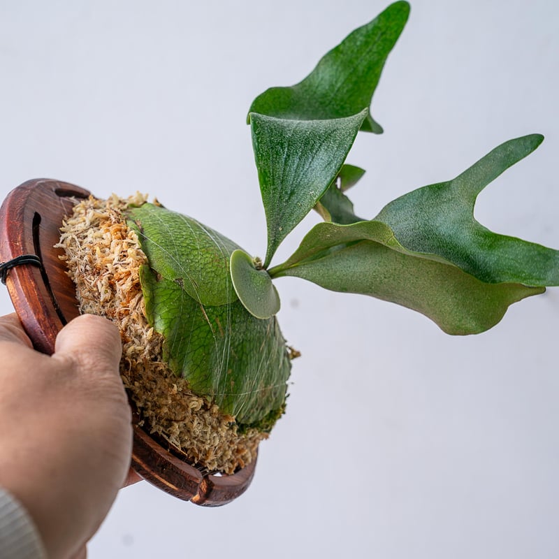 2025.11/12〜】板付ビカクシダ P. FSQ 'White Windmill' （