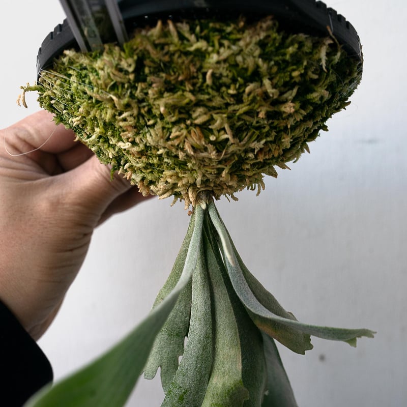 2025.11/22〜】板付ビカクシダ P. willinckii 'Spur' （TC）