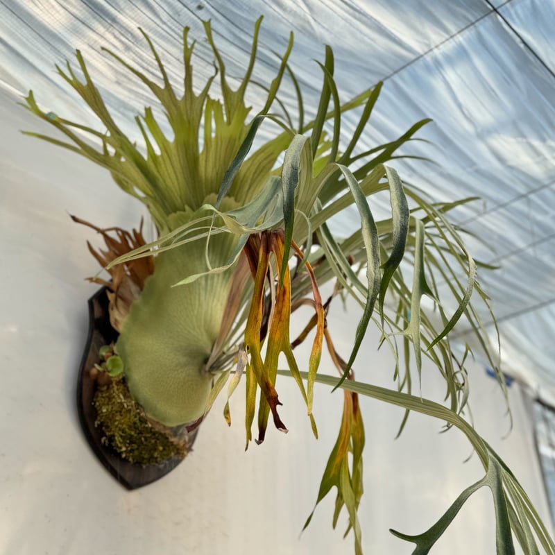 2025.12/20〜】板付ビカクシダ P. Rydeen（pup） | IMAMA