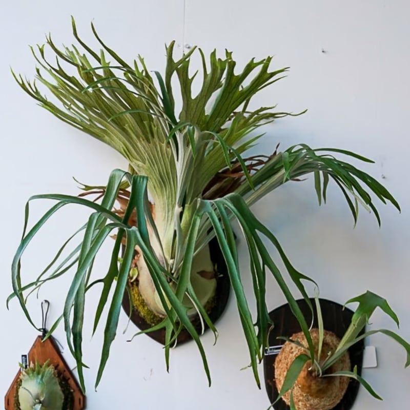 2025.12/20〜】板付ビカクシダ P. Rydeen（pup） | IMAMA