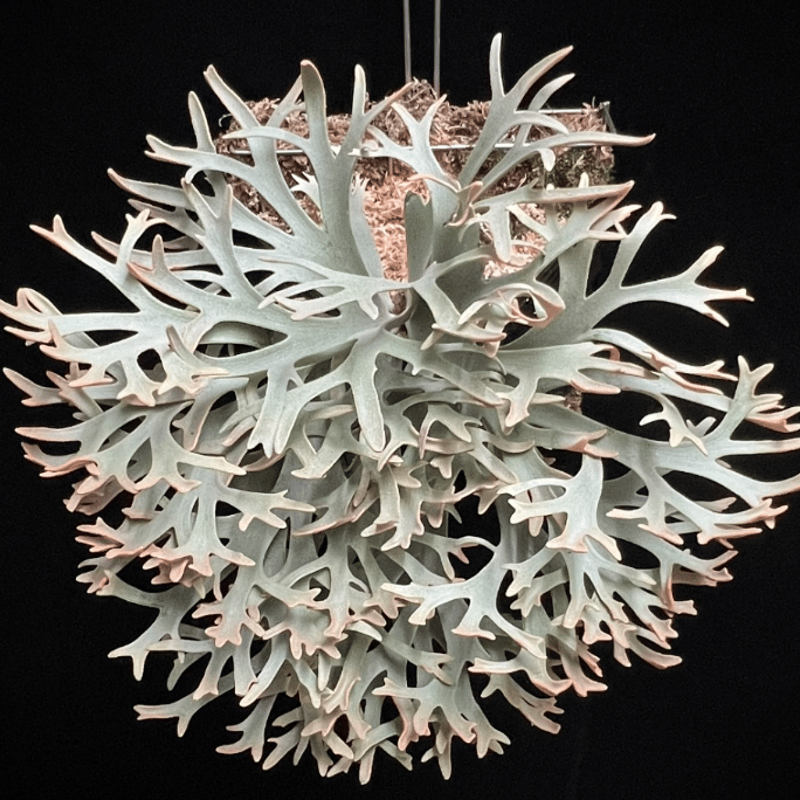 2025.11/12〜】板付ビカクシダ P. willinckii 'Antler cro