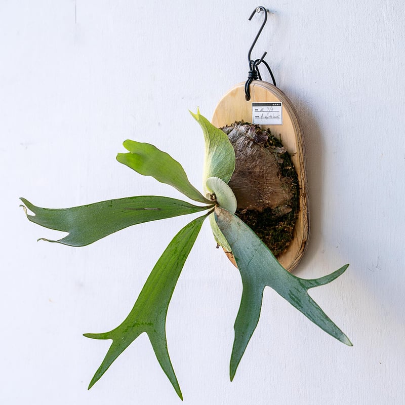 2025.11/12〜】板付ビカクシダ P. White Hawk（pup） | IMAMA