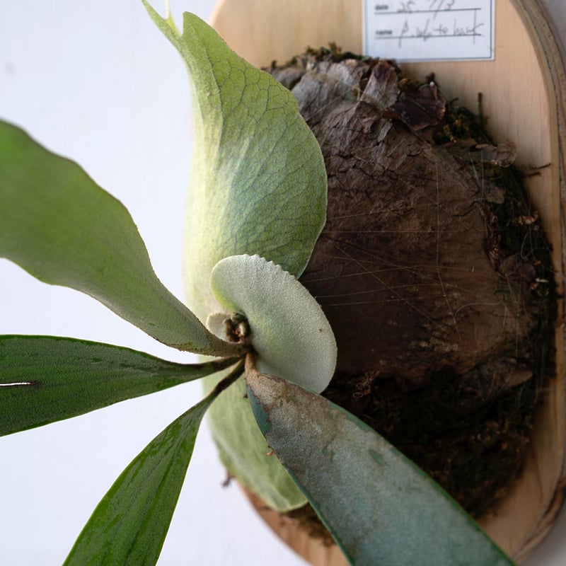 2025.11/12〜】板付ビカクシダ P. White Hawk（pup） | IMAMA