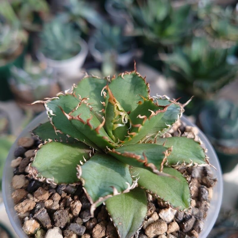 アガベ チタノタ フィリグリー 6 Agave titanota filigree | Mel