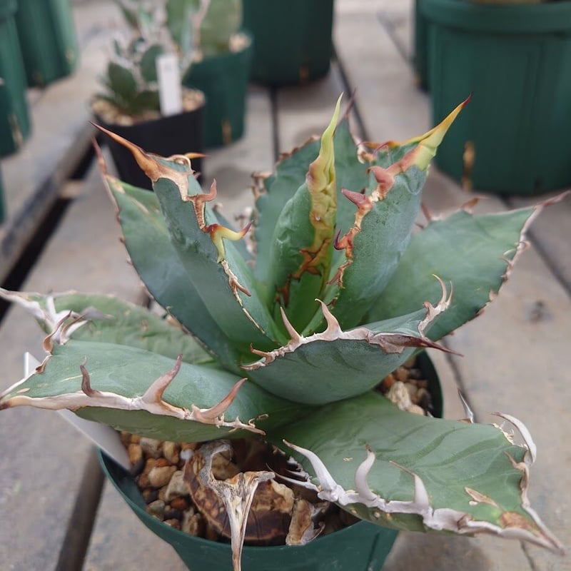 アガベ チタノタ オアハカ Agave titanota Oaxaca 11 | Mellow