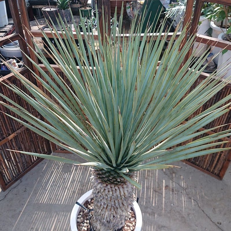 1. ユッカ ロストラータ yucca rostrata | Mellow Yard