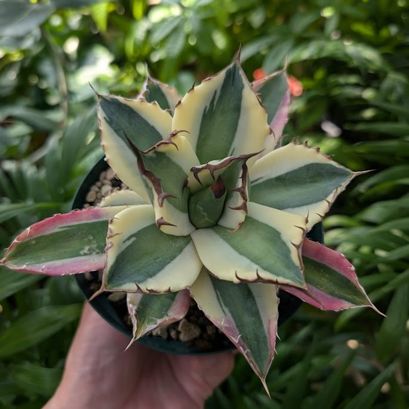 アガベ チタノタ スナグルトゥース ST12 | Mellow Yard